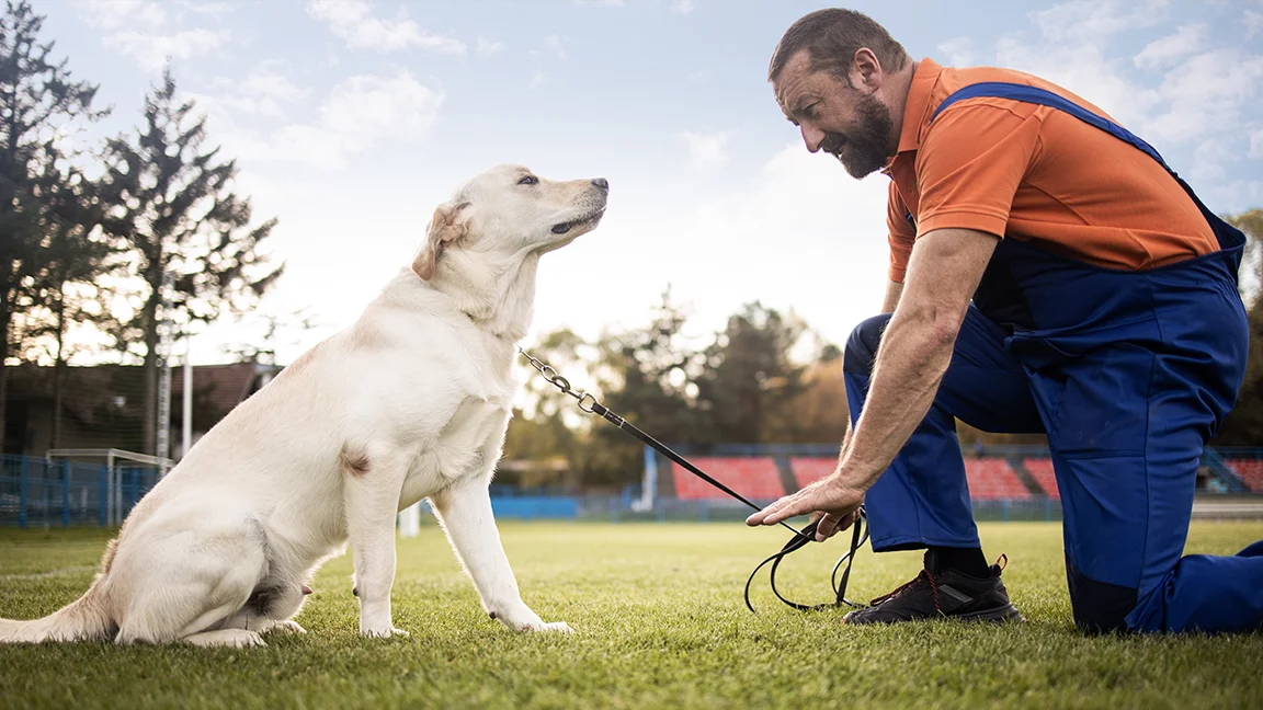 Laboral - Cómo ser adiestrador canino